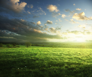 field of spring grass and forest in sunset time